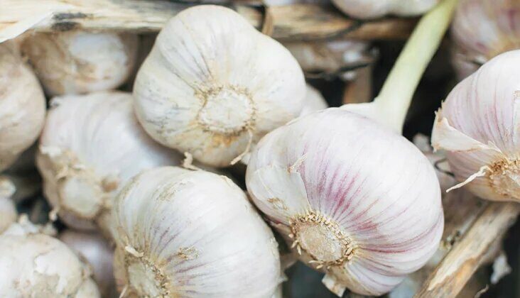 Garlic's Benefits For Men's Health